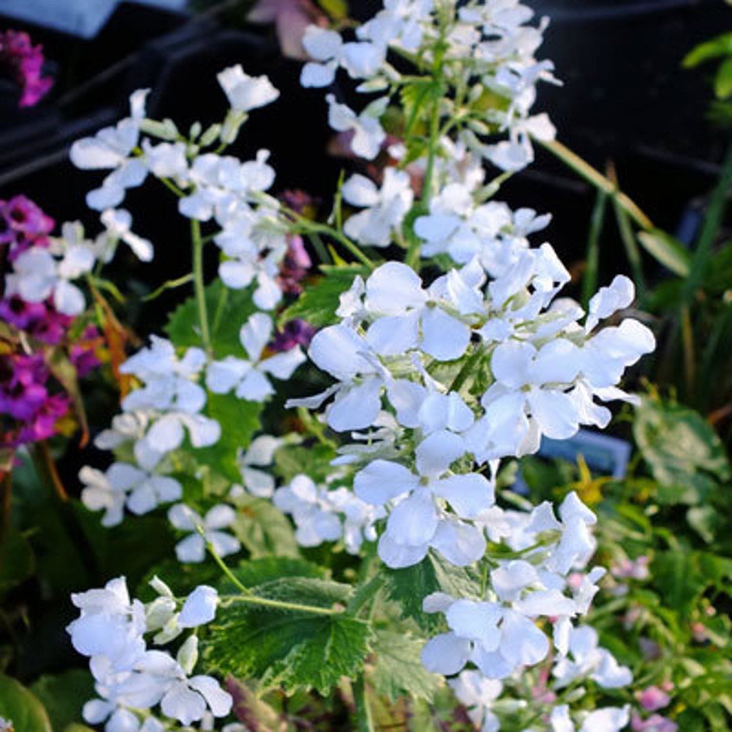 Lunaria Sissinghurst White Silver Dollar, Honesty 25 Flower Seeds