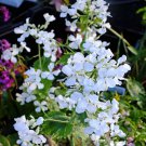 Lunaria Sissinghurst White Silver Dollar, Honesty 25 Flower Seeds
