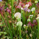 Pitcher Plant Sarracenia New 15 Seeds