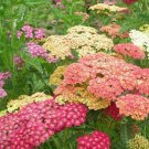 Achillea Summer Pastels Yarrow Achillea Millefolium 50 Flower Seeds