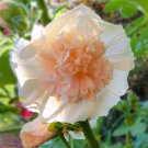 Alcea Rosea Majorette Double Champagne Hollyhock 10 Flower Seeds