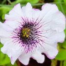 Petunia Superbissima Giant Alba 20 Flower Seeds