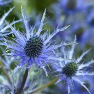 Sea Holly Alpine Eryngium Alpinum Superbum 10 Flower Seeds