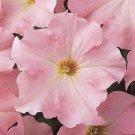 Petunia Dreams Appleblossom 30 Flower Seeds