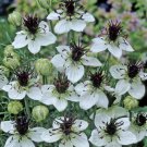 Nigella African Bride Love-In-A-Mist 50 Flower Seeds