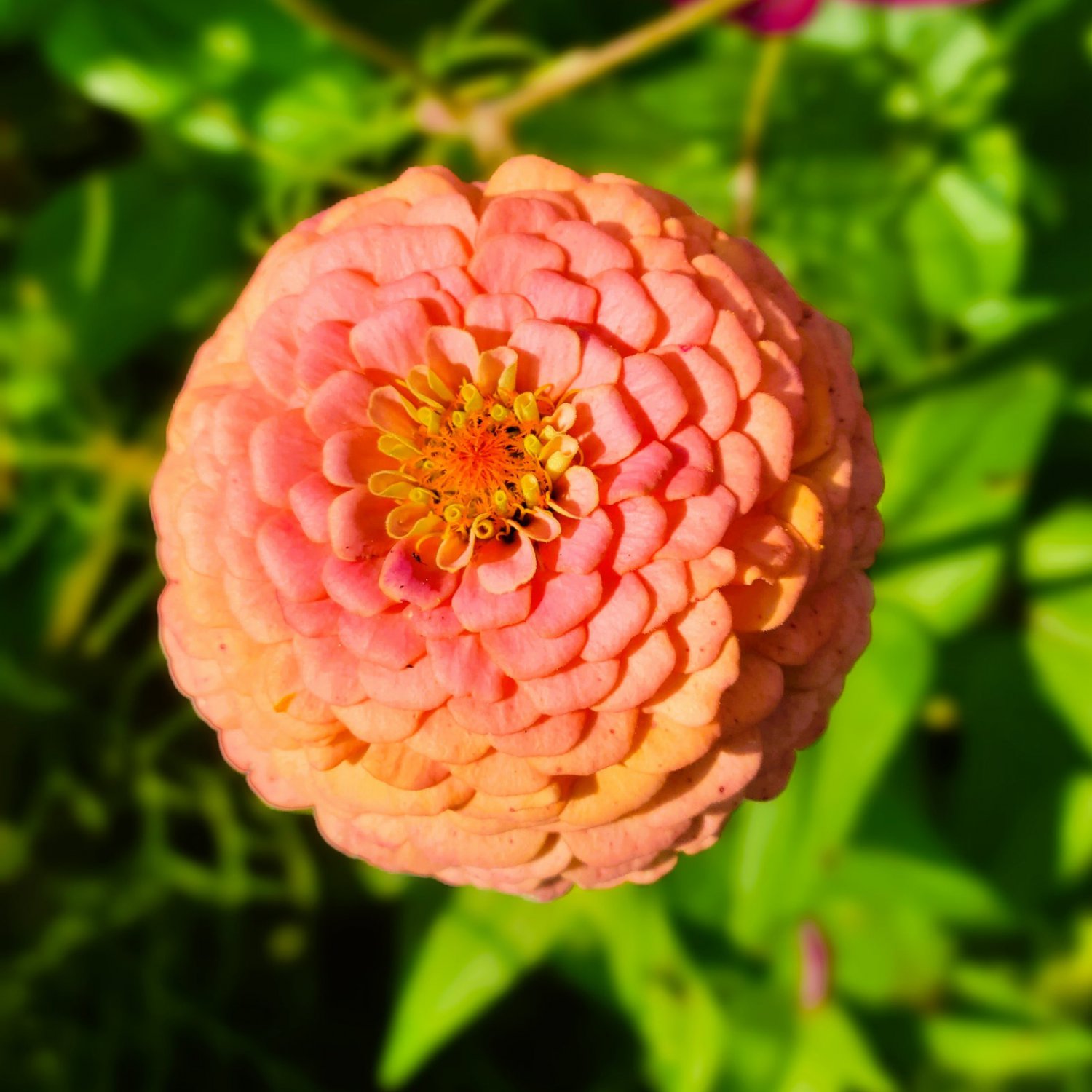 Zinnia Elegans Oklahoma Salmon 25 Flower Seeds