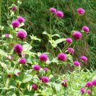 Gomphrena Qis Purple Globe Amaranth 50 Flower Seeds