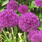 Allium Aflatunense Ornamental Onion 10 Flower Seeds