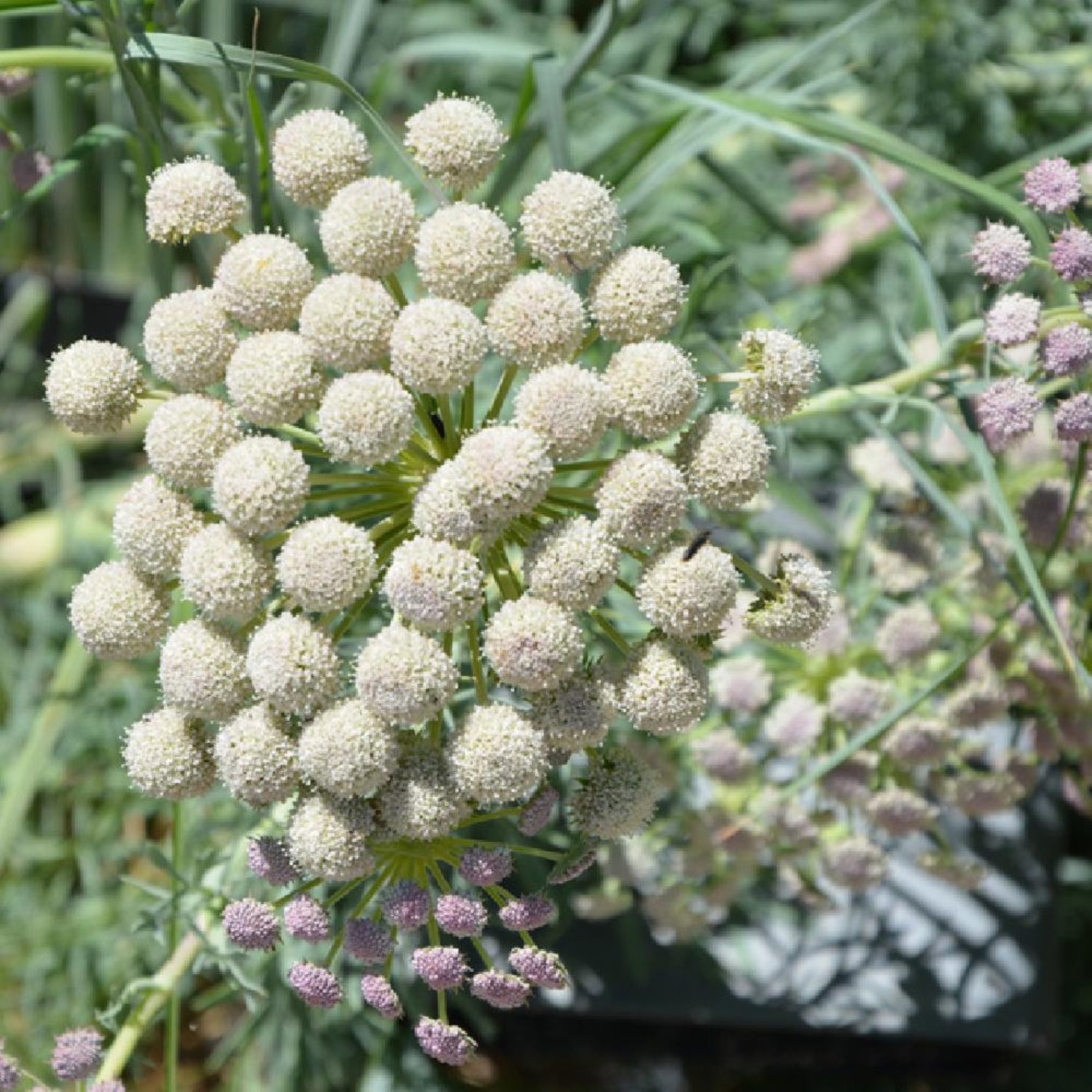 Seseli Gummiferum Moon Carrot 20 Flower Seeds