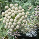 Seseli Gummiferum Moon Carrot 20 Flower Seeds