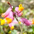 Corydalis Sempervirens Rock Harlequin 50 Flower Seeds