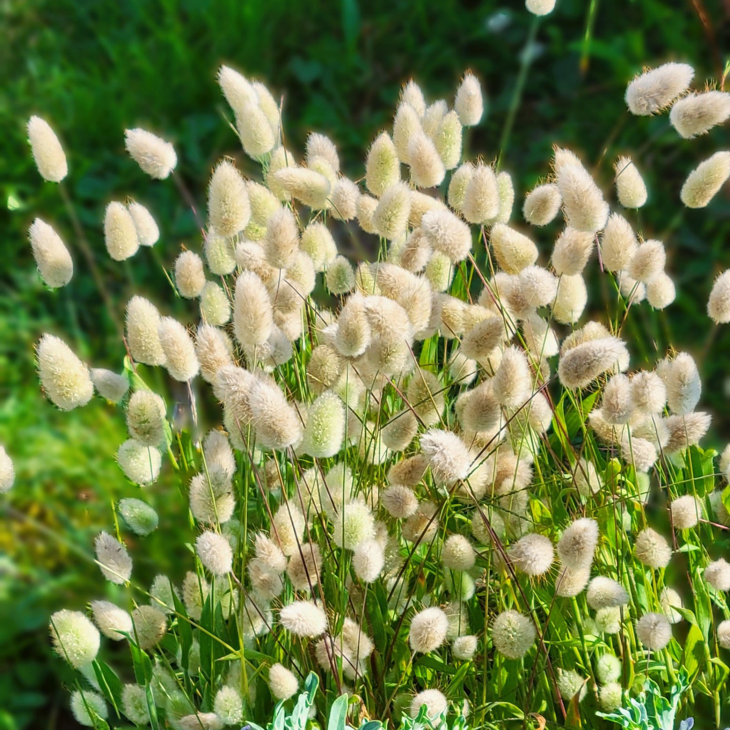 Bunny Tails Grass Lagurus Ovatus 30 Flower Seeds