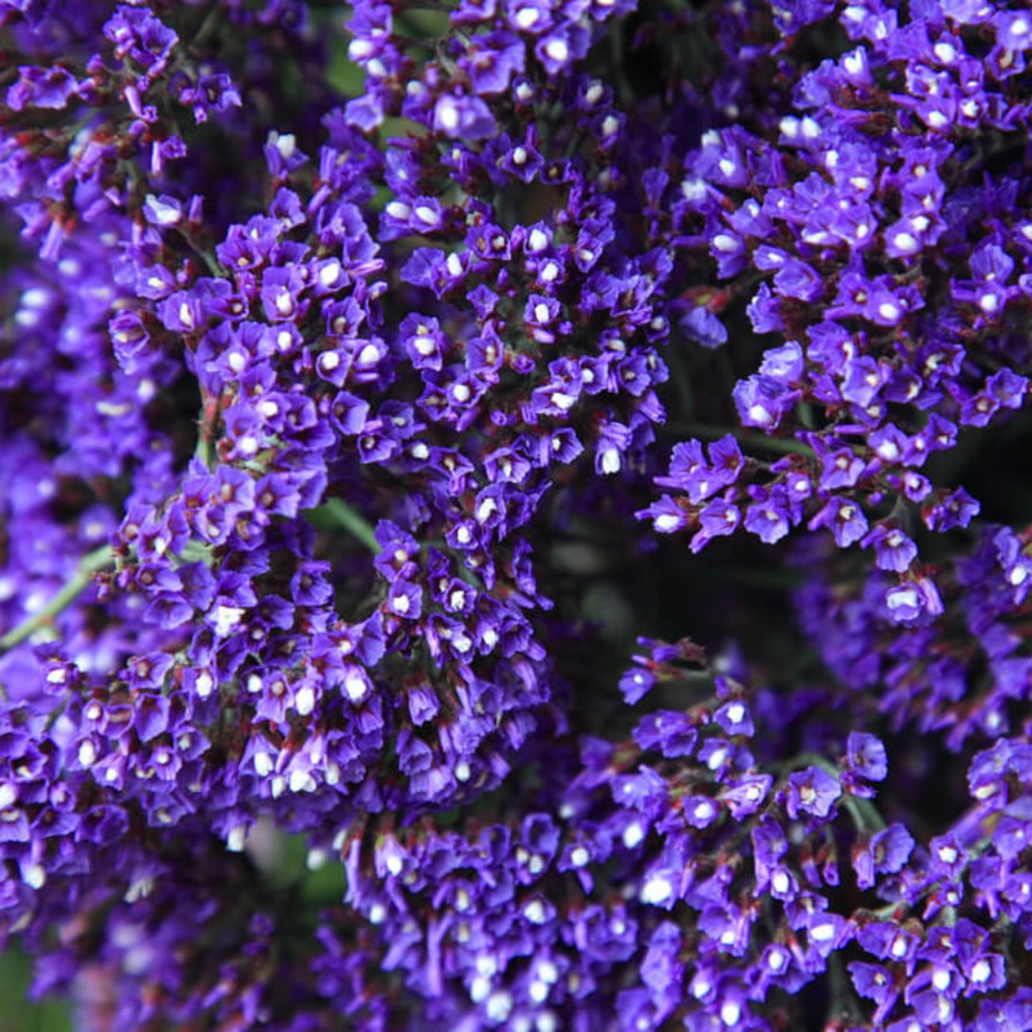 Statice Perezii, Deep Blue Select 15 Flower Seeds