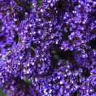 Statice Perezii, Deep Blue Select 15 Flower Seeds