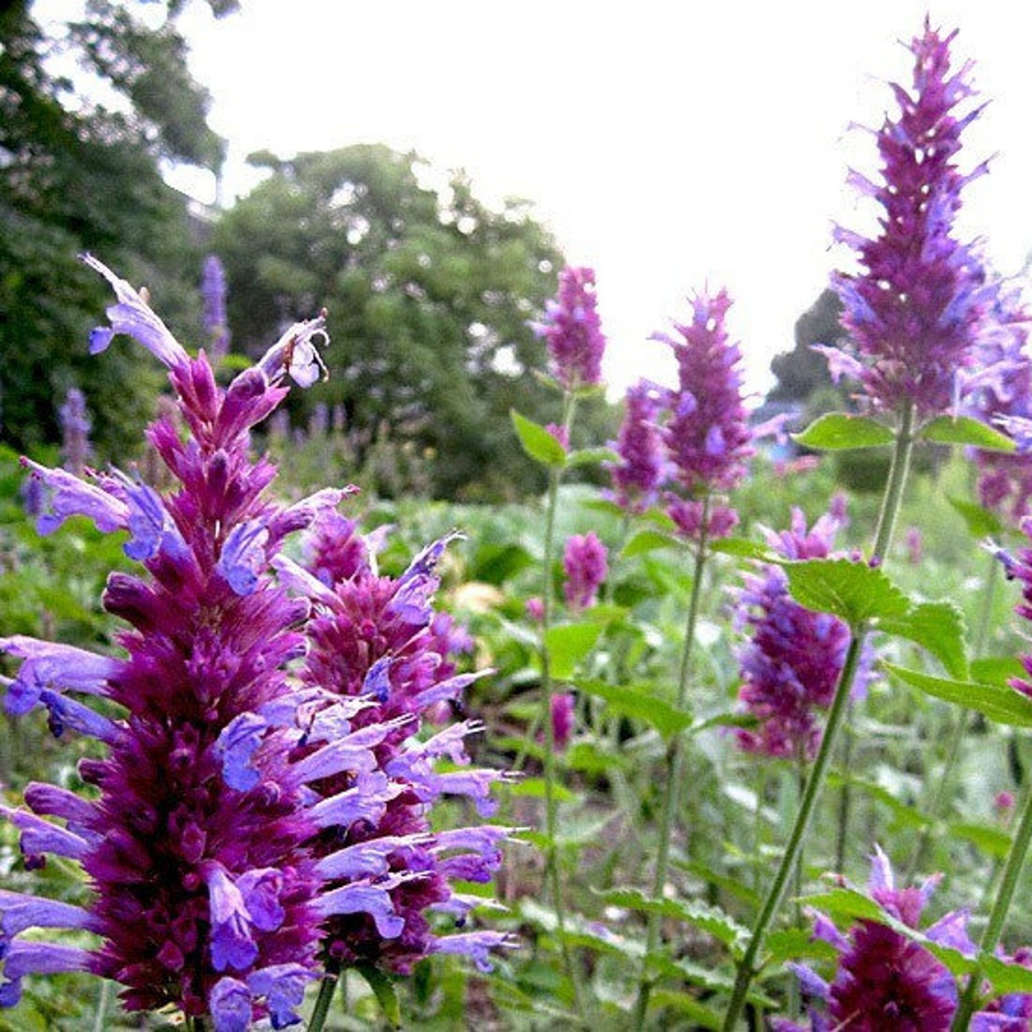 Agastache Globetrotter Agastache Pallida-Hyb. 15 Flower Seeds