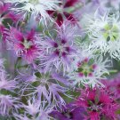 Dianthus Rainbow Loveliness 20 Flower Seeds