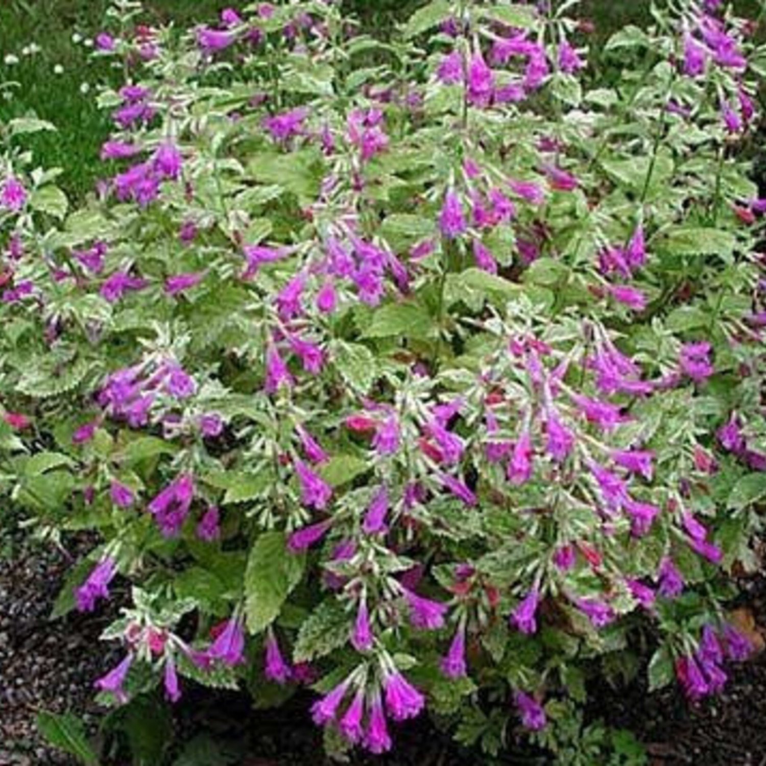 Calamintha Grandiflora Elfin Purple Large-Flowered Calamint 20 Flower Seeds