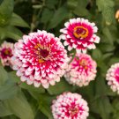 Zinnia Mazurkia Zinnia Elegans 25 Flower Seeds