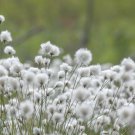 Eriophorum Angustifolium Cotton Grass 25 Ornamental Grass Seeds