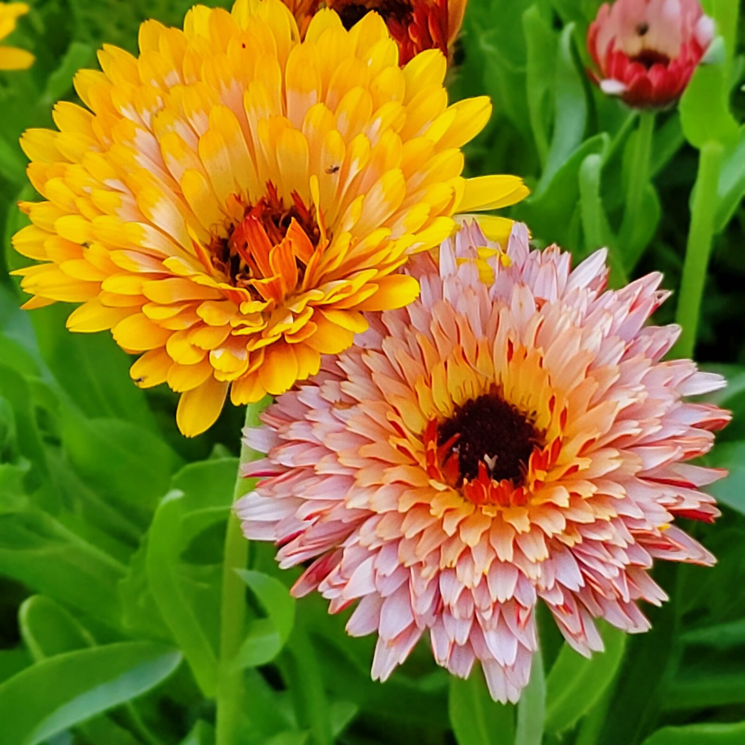 Calendula Touch Of Red Mix Calendula Officinalis 25 Flower Seeds