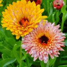 Calendula Touch Of Red Mix Calendula Officinalis 25 Flower Seeds