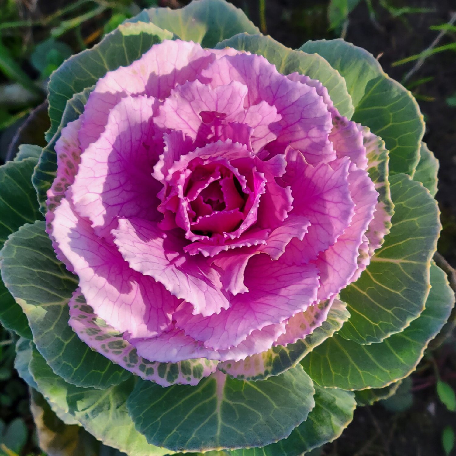 Flowering Kale Crane Pink 15 Flower Seeds