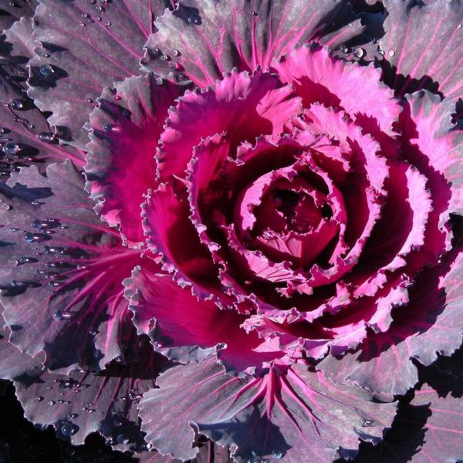 Flowering Cabbage Osaka Iq Red 20 Flower Seeds