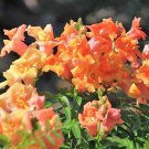 Snapdragon Twinny Bronze 30 Flower Seeds