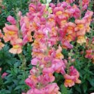 Snapdragon Rocket Bronze Antirrhinum Majus 50 Flower Seeds