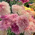 Carnation Chabaud Picotee Double Mix 30 Flower Seeds