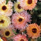 Calendula Cantaloupe Calendula Officinalis 15 Flower Seeds