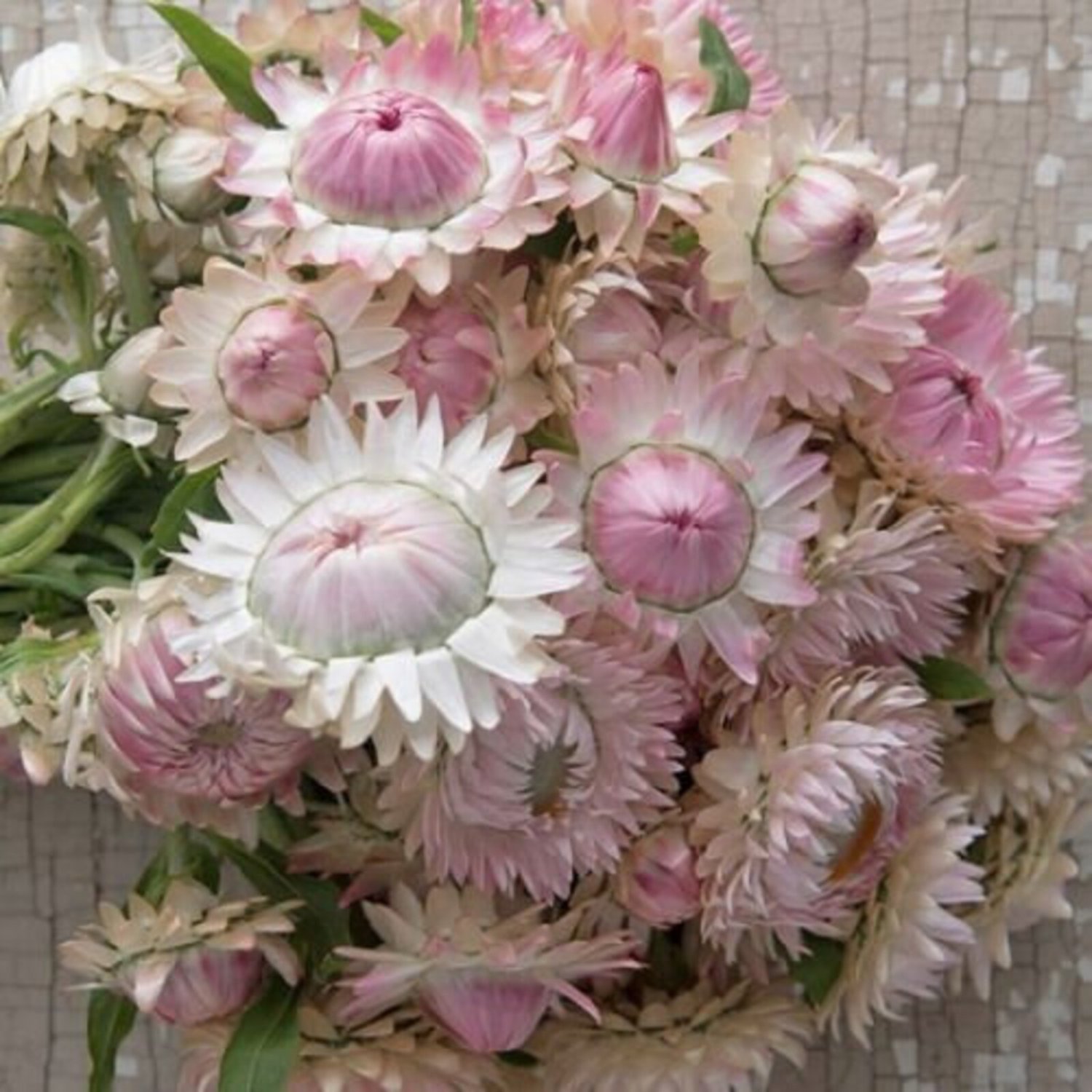 Strawflower Silvery Rose 35 Flower Seeds