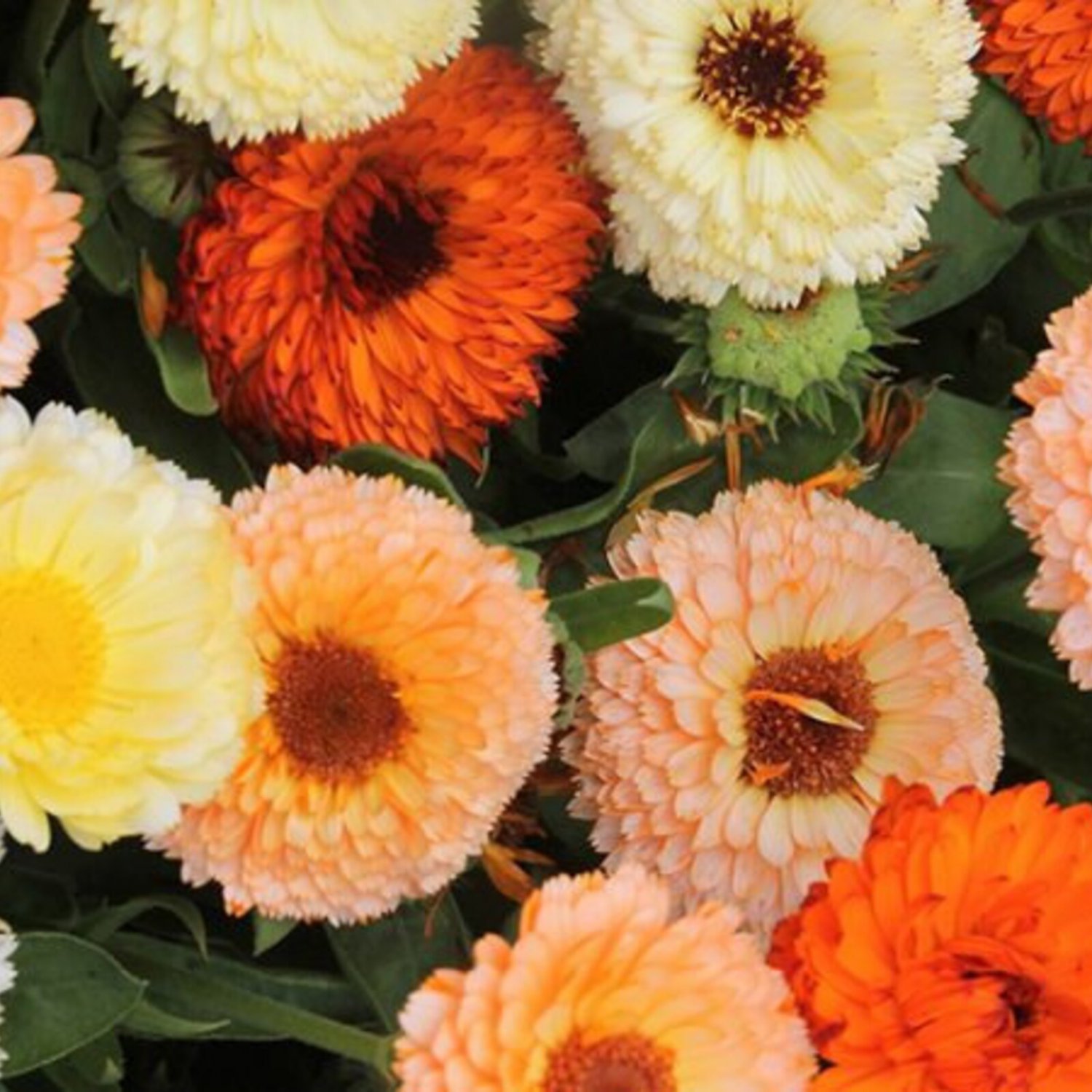 Calendula Fruit Burst Calendula Officinalis 15 Flower Seeds