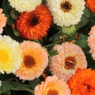 Calendula Fruit Burst Calendula Officinalis 15 Flower Seeds