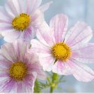 Cosmos Versailles Flush 30 Flower Seeds