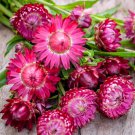 Strawflower Bright Rose 30 Flower Seeds