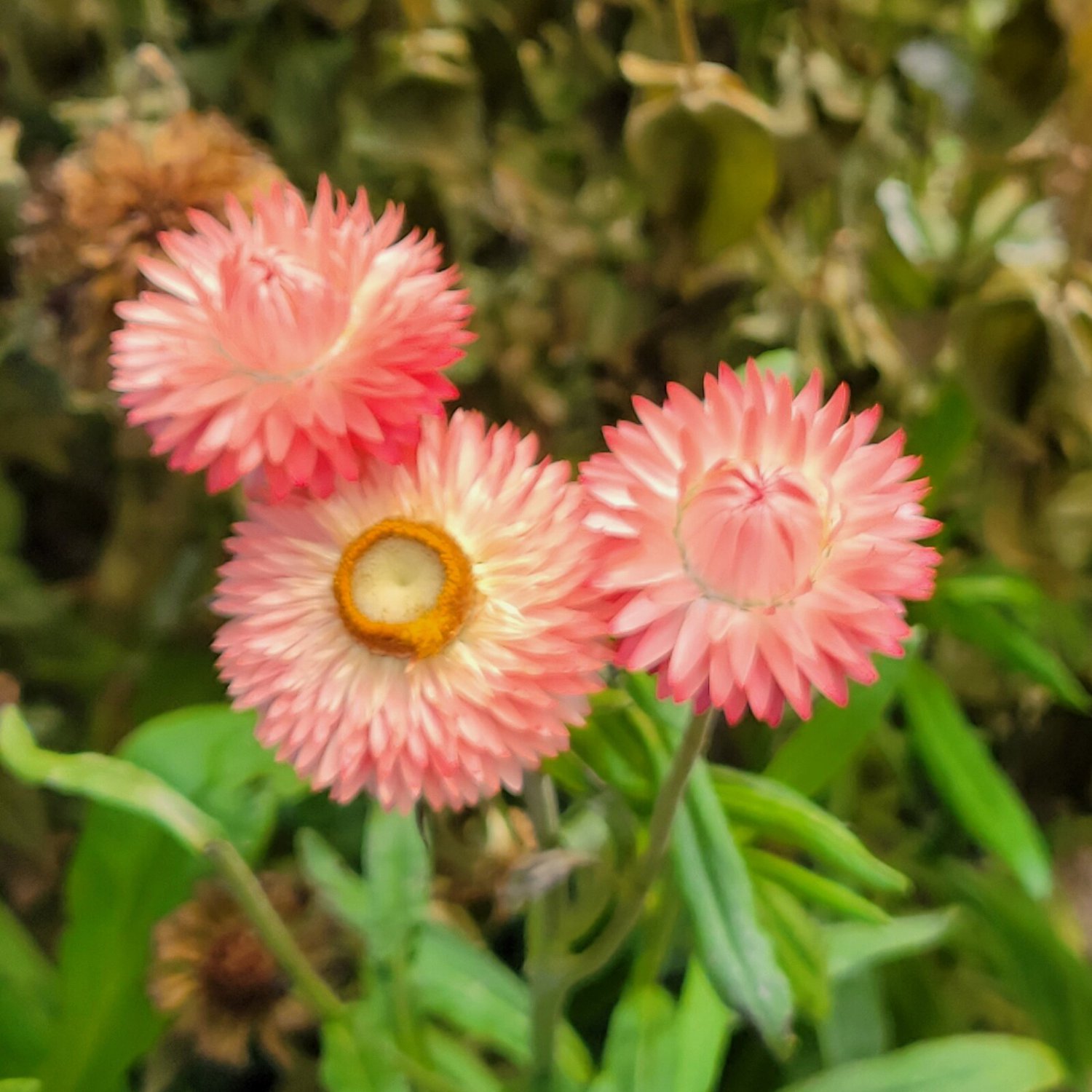 Strawflower Apricot-Peach Mix Helichrysum Bracteatum 30 Flower Seeds