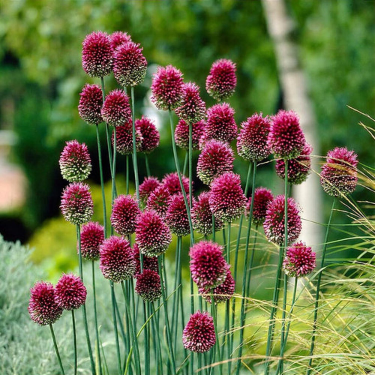 Allium Sphaerocephalum Drumstick Allium 20 Flower Seeds
