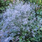 Statice Bellidiformis Caspica Spangle Limonium Dazzling Blue 30 Flower Seeds