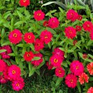 Zinnia Profusion Double Hot Cherry Zinnia Elegans 20 Flower Seeds