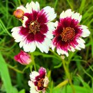 Coreopsis Hyb. Incredible Swirl Tickseed 50 Flower Seeds