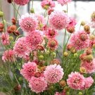 Scabiosa Salmon Queen Scabiosa Atropurpurea 15 Flower Seeds