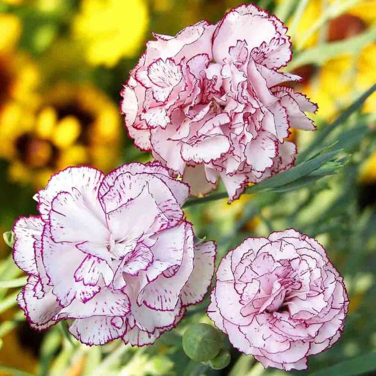 Carnation Chabaud Benigna 30 Flower Seeds