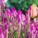 Celosia Flamingo Purple 25 Flower Seeds