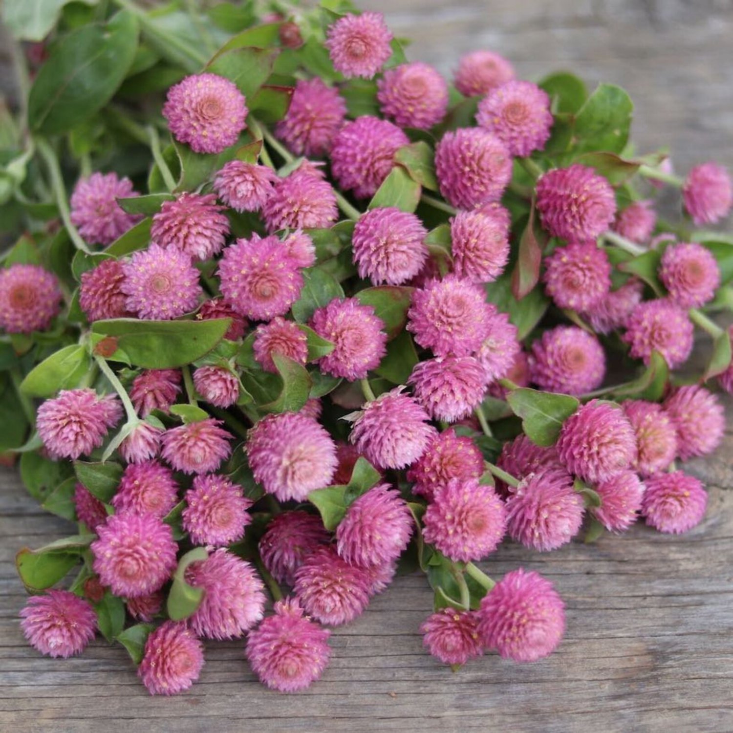 Gomphrena Qis Rose Gomphrena Globosa Globe Amaranth 25 Flower Seeds