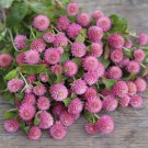 Gomphrena Qis Rose Gomphrena Globosa Globe Amaranth 25 Flower Seeds