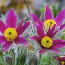 Pulsatilla Vulgaris Purple Pasque Flower 15 Flower Seeds