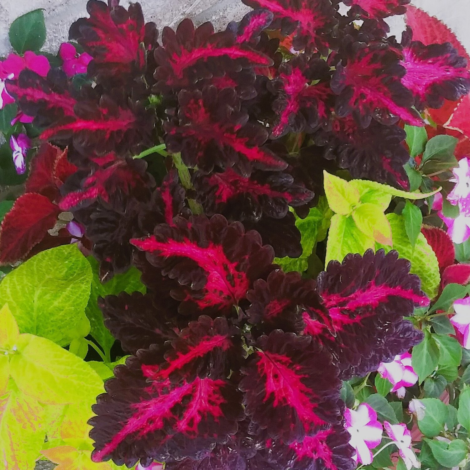 Coleus Black Dragon 50 Flower Seeds
