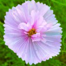 Cosmos Cupcakes Blush 25 Flower Seeds