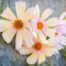 Cosmos Kiiro Cosmos Bipinnatus 30 Flower Seeds